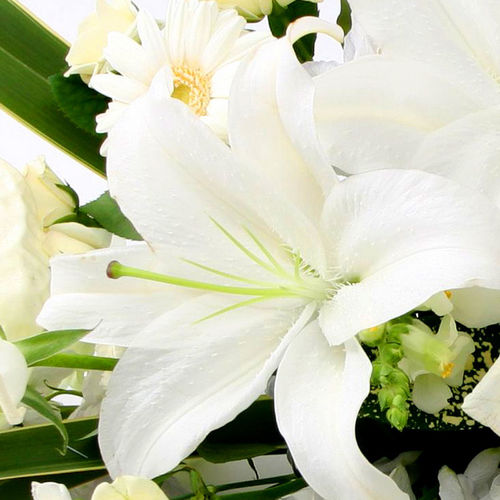Ramos de flores lilium blancos